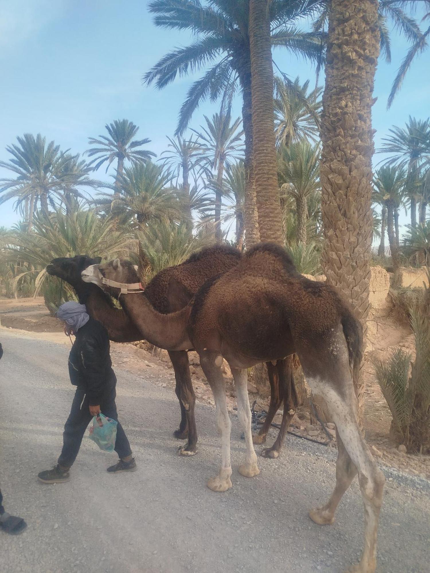 Maison Etoile Du Desert Aït Boukha Eksteriør bilde
